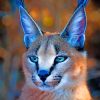 African Caracal Cat paint by numbers