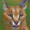 African Caracal paint by numbers