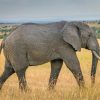 African Grey Elephant In Nature paint by numbers