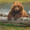 Alaskan Brown Bear paint by numbers