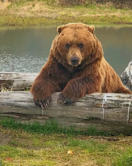 Alaskan Brown Bear paint by numbers