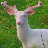 Albino Deer paint by numbers