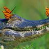 Alligator And Butterflies paint by numbers