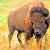 American Bison Animal paint by numbers