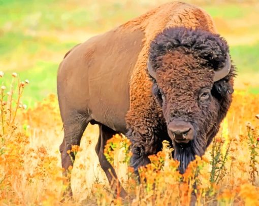 American Bison Animal paint by numbers