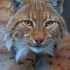 American Lynx paint by numbers