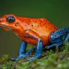 Strawberry Poison Dart Frog paint by numbers