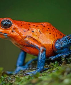 Strawberry Poison Dart Frog paint by numbers