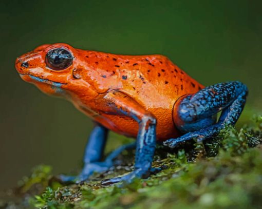 Strawberry Poison Dart Frog paint by numbers