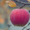 Apple Fruits Hanging On Tree paint by numbers