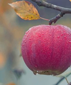 Apple Fruits Hanging On Tree paint by numbers