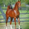 Arabian Brown Horse paint by numbers