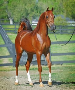 Arabian Brown Horse paint by numbers