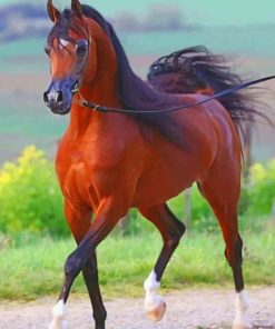 Arabian Horse paint by numbers