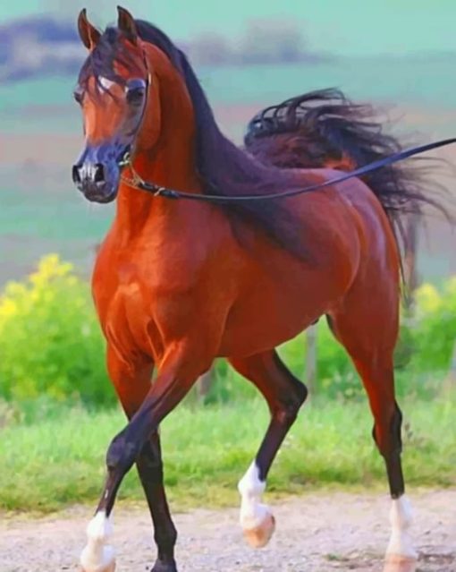 Arabian Horse paint by numbers