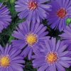 Velvet Aster Flower paint by numbers