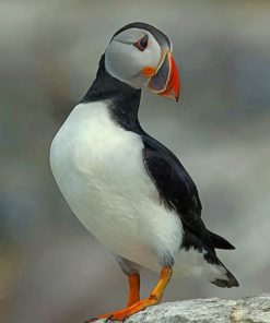 Atlantic Puffin Bird paint by numbers