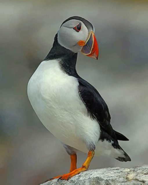 Atlantic Puffin Bird paint by numbers