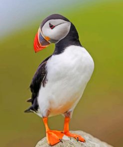 Atlantic Puffin paint by numbers