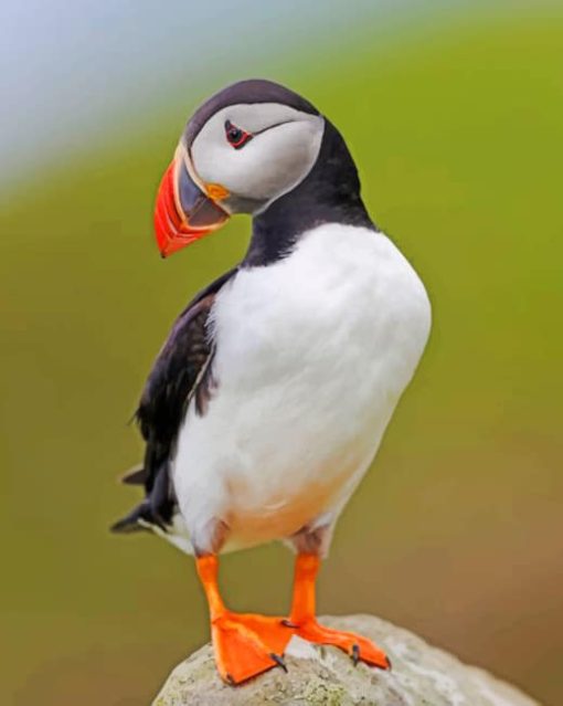 Atlantic Puffin paint by numbers