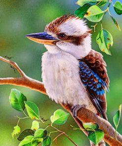 Australian Bird kookaburra paint by numbers