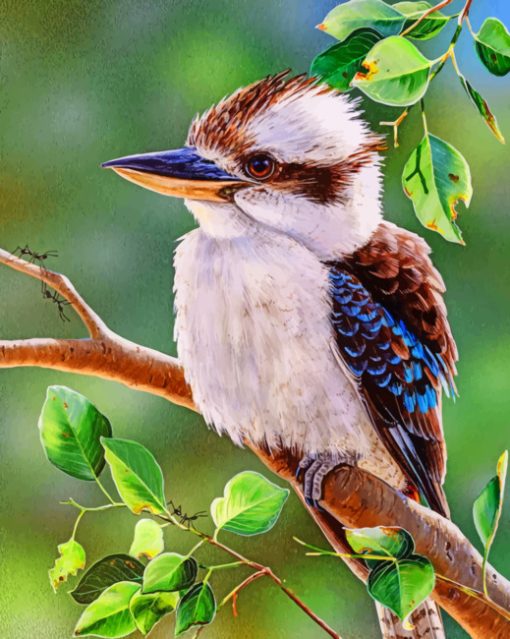 Australian Bird kookaburra paint by numbers