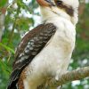 Australian Birds kookaburra paint by numbers