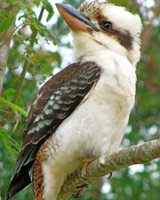 Australian Birds kookaburra paint by numbers