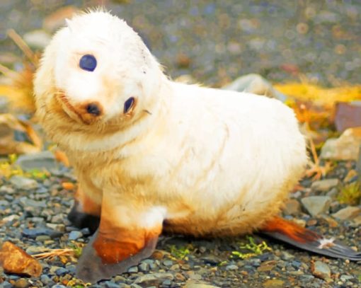 Baby White Seal paint by numbers