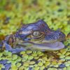 Baby Alligator In The Water paint by numbers