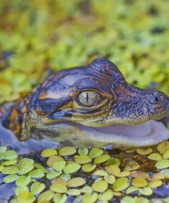 Baby Alligator In The Water paint by numbers