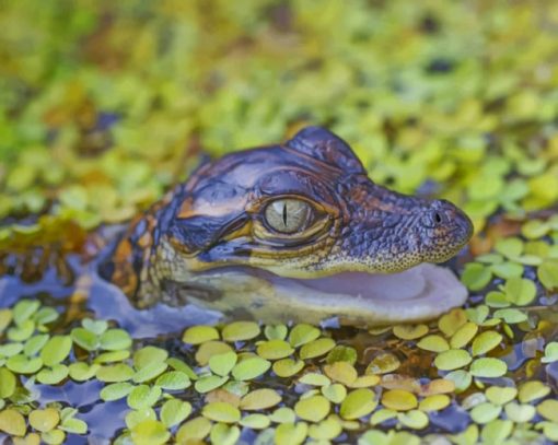 Baby Alligator In The Water paint by numbers