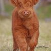 Baby Brown Cow paint by numbers