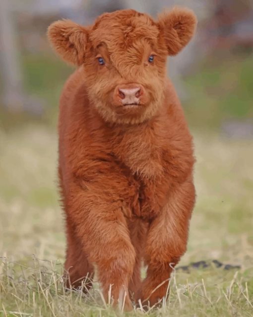 Baby Brown Cow paint by numbers