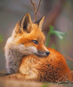 Baby Fox paint by numbers