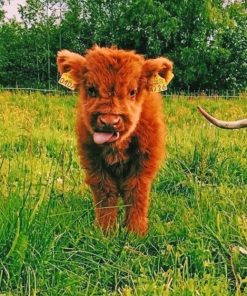 Baby Highland Cow paint by numbers