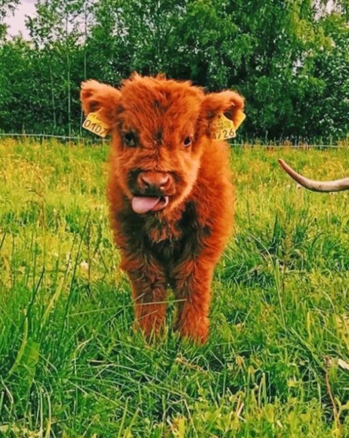 Baby Highland Cow paint by numbers