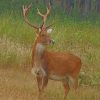 Barasingha Deer paint by numbers