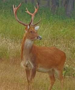 Barasingha Deer paint by numbers