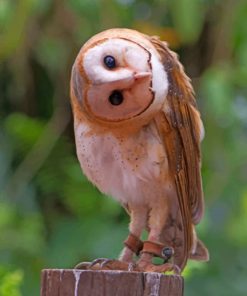 Barn Owl Bird paint by numbers paint by numbers