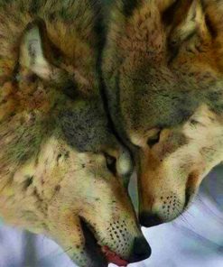 Beautiful Wolf Couple paint by numbers