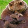 Bear Cub And Mom paint by numbers