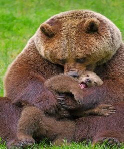 Bear Cub And Mom paint by numbers