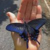 Beautiful Black And White Butterfly paint by numbers