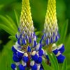 Beautiful Blue Lupine Flowers paint by numbers