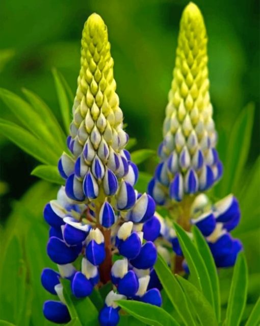 Beautiful Blue Lupine Flowers paint by numbers