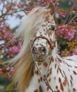 Beautiful Brow And White Horse paint by numbers