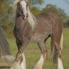 Beautiful Grey Horse paint by numbers