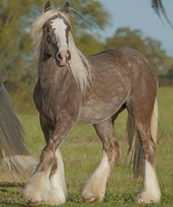 Beautiful Grey Horse paint by numbers