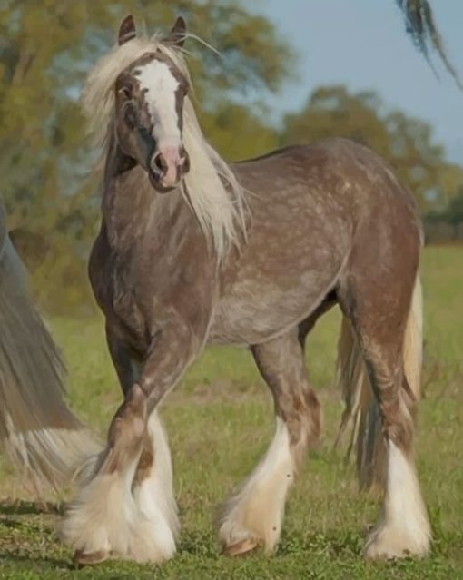 Beautiful Grey Horse paint by numbers